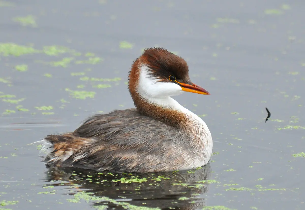 Titicaca Grebe