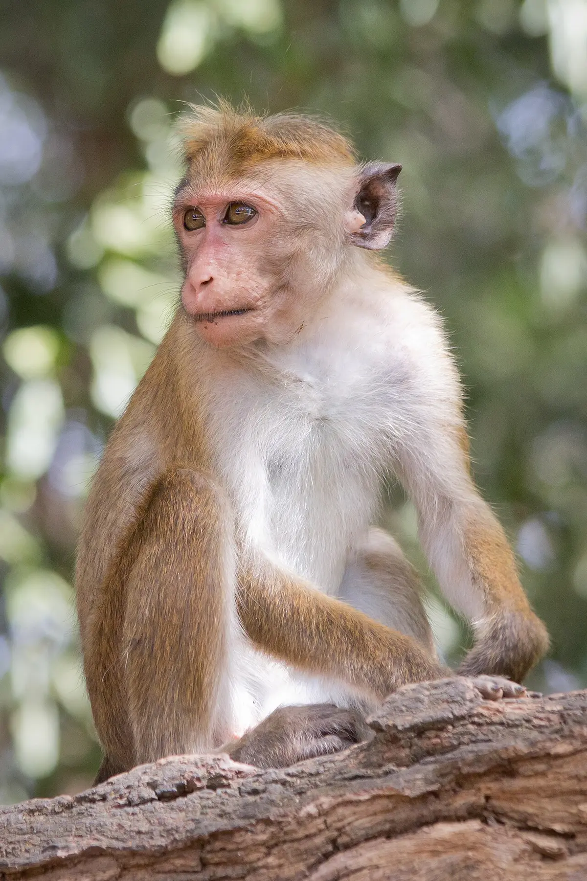Toque macaque