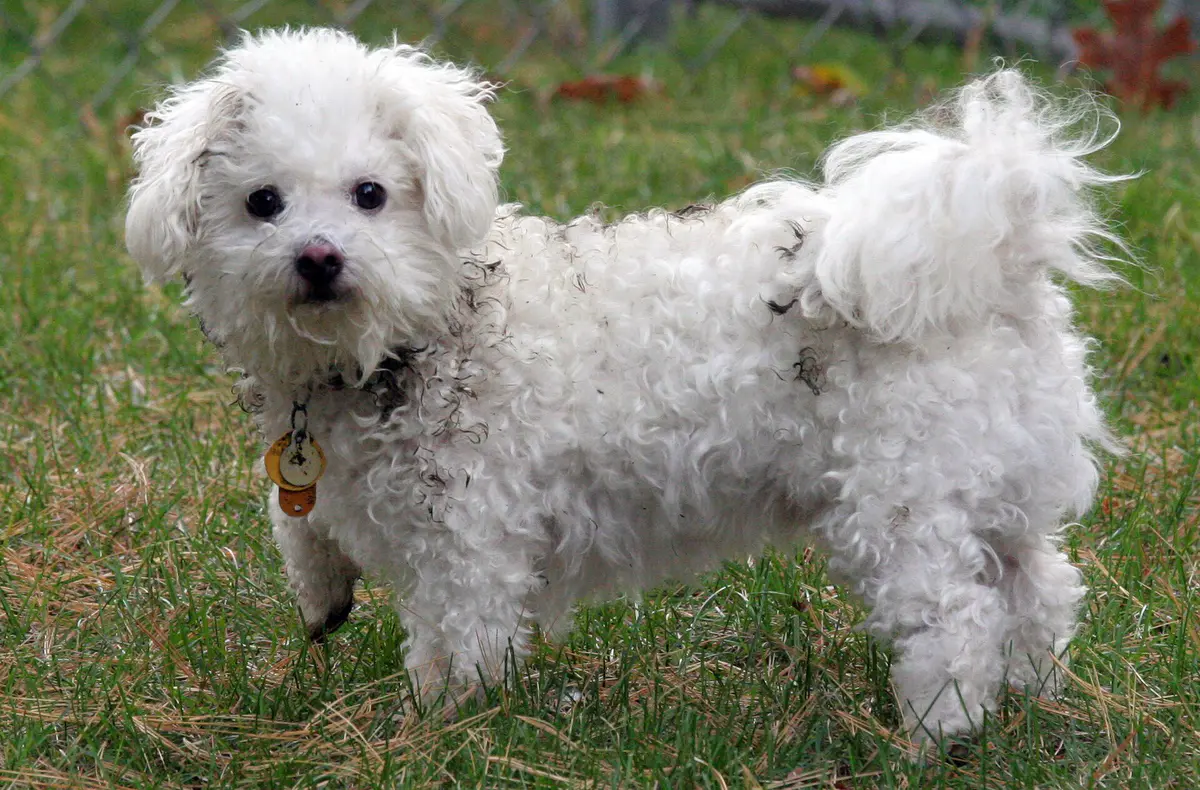 Toy Poodle
