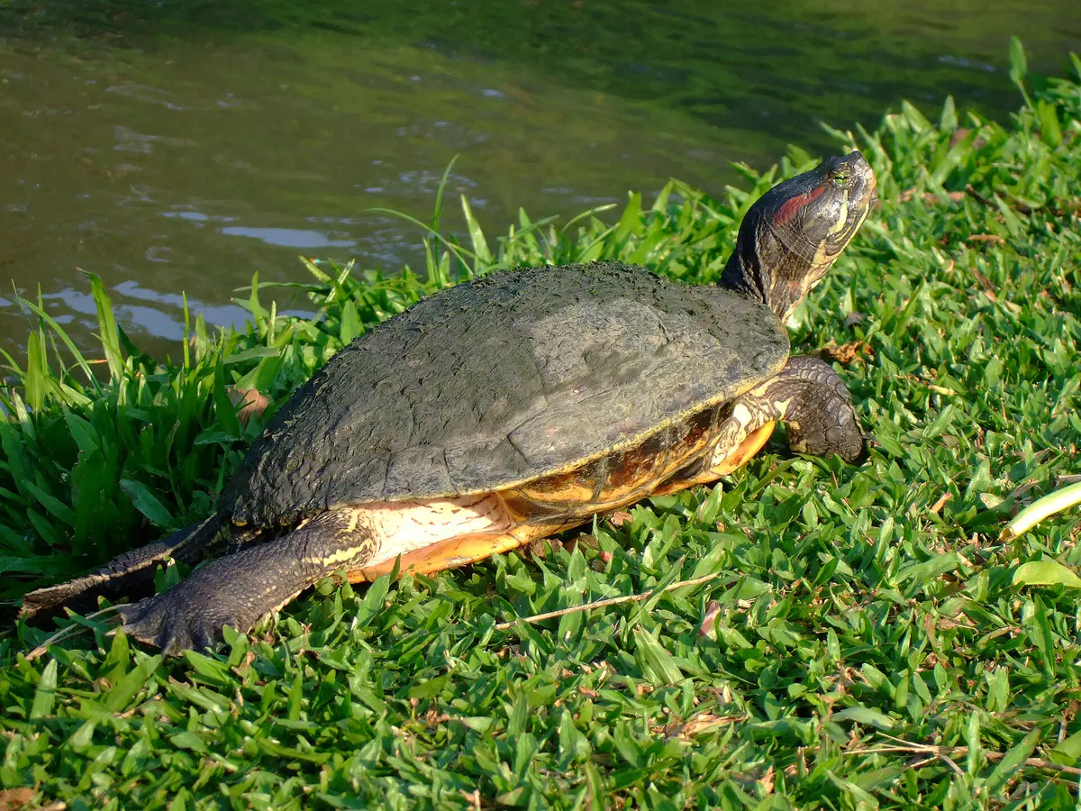 Trachemys scripta