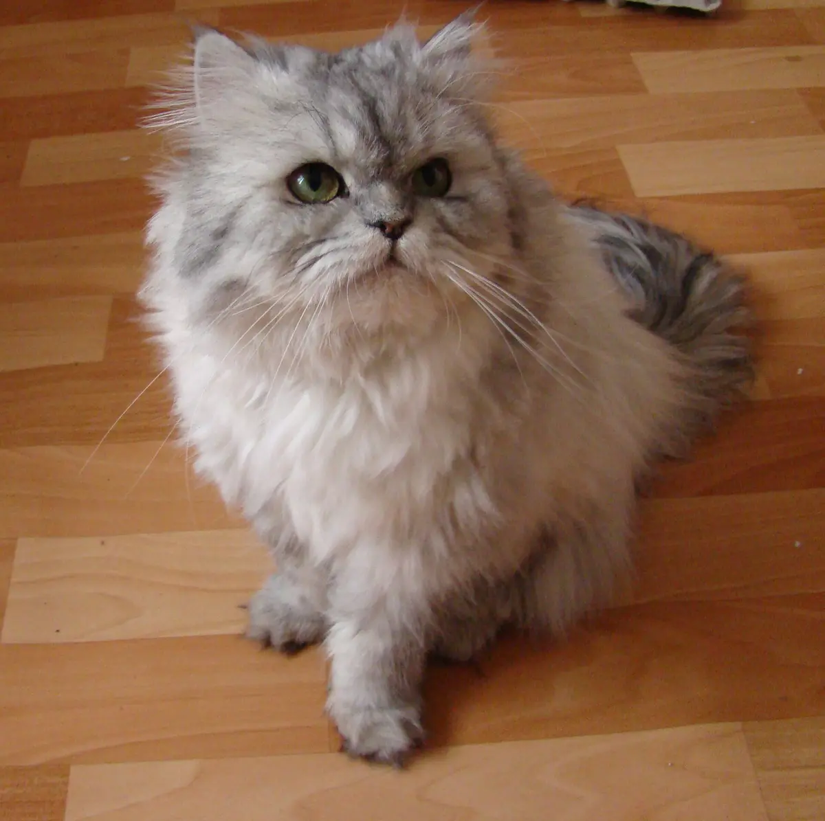 Traditional Persian