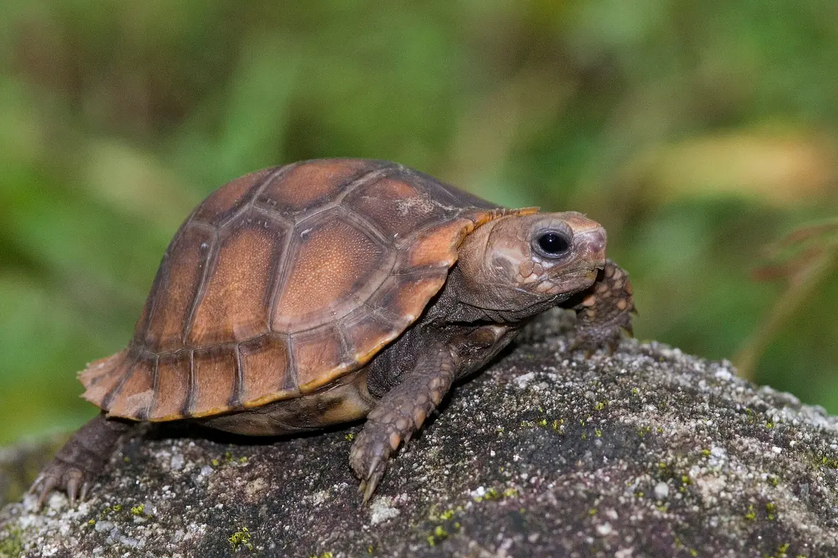 Travancore tortoise