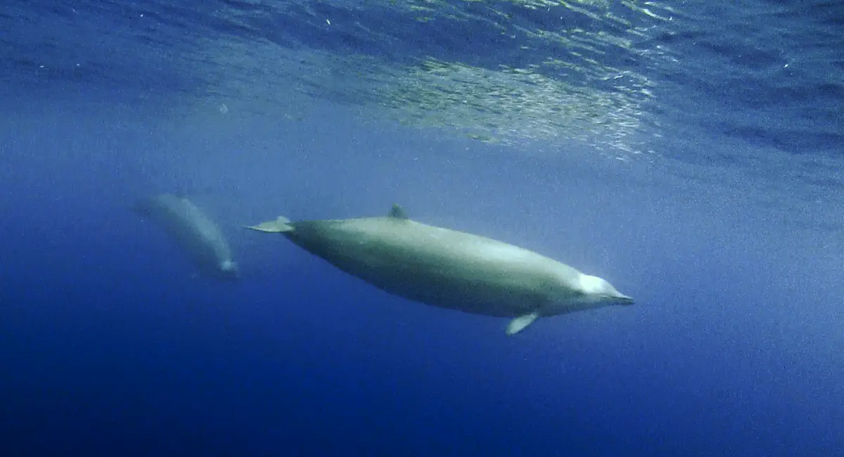 True's beaked whale