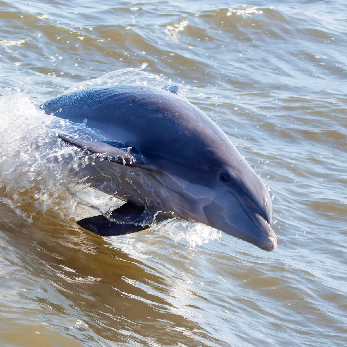 Tursiops erebennus
