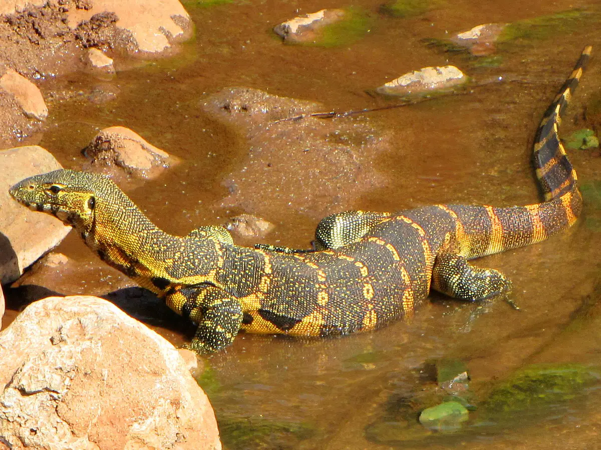 Varanus niloticus