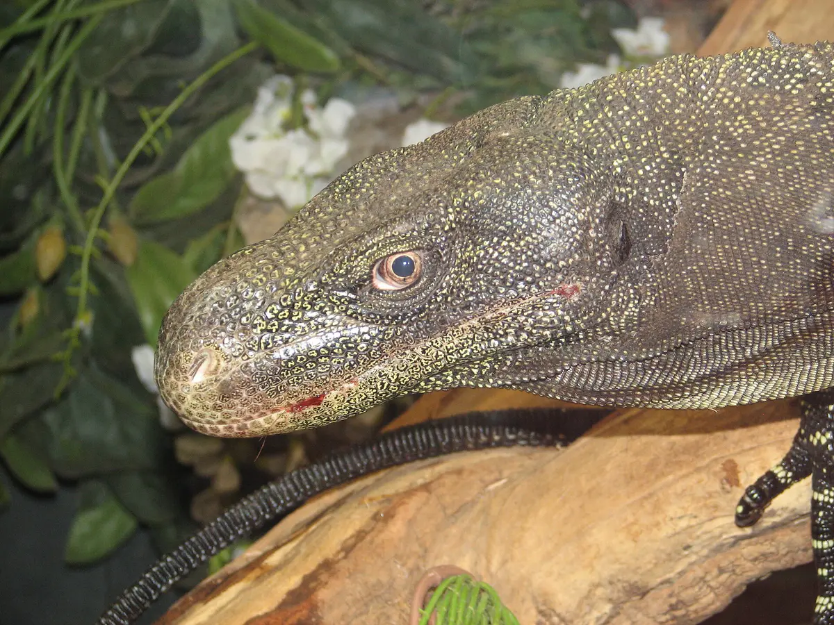 Varanus salvadorii