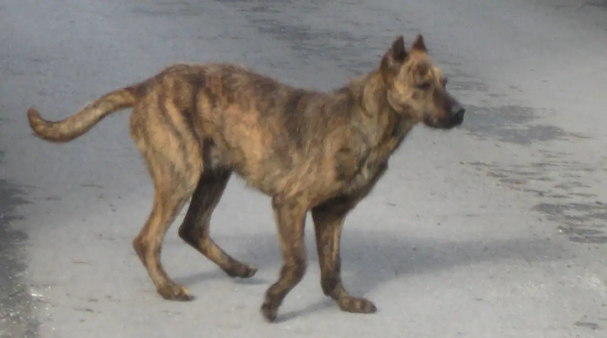 Villano de las Encartaciones