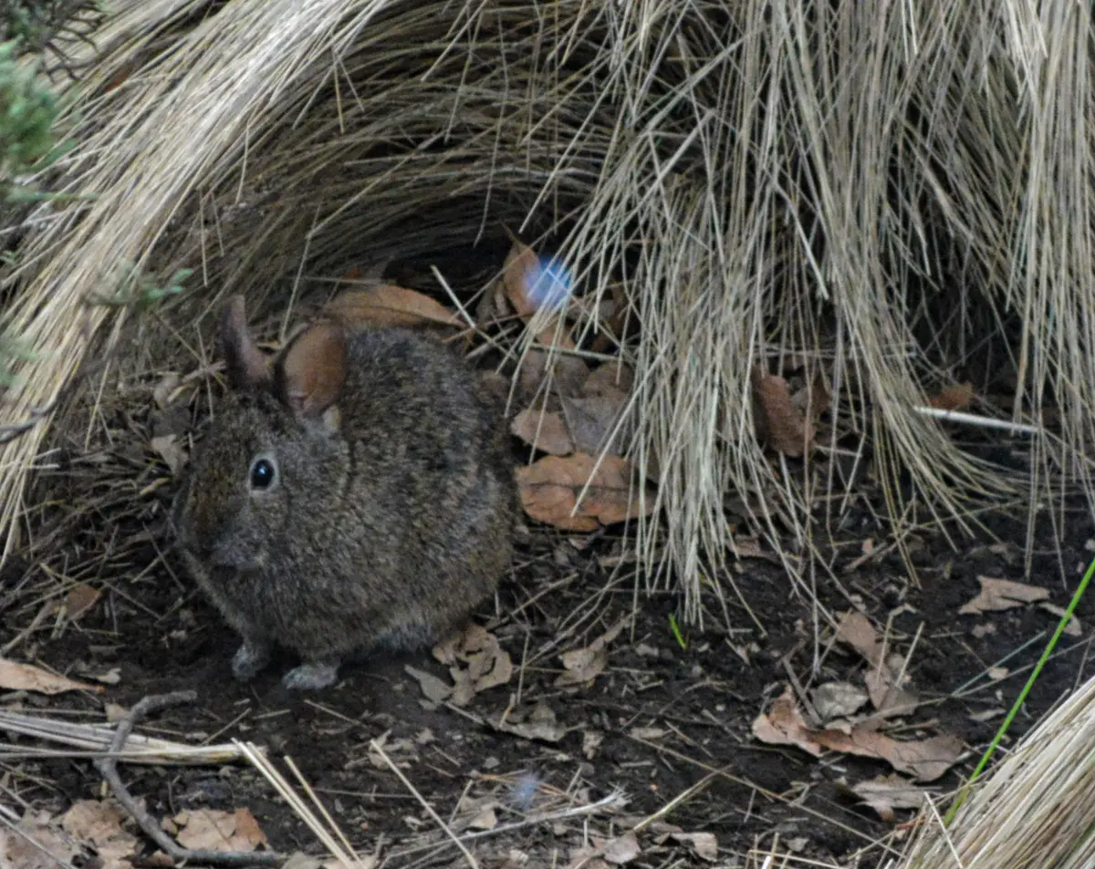 Volcano rabbit