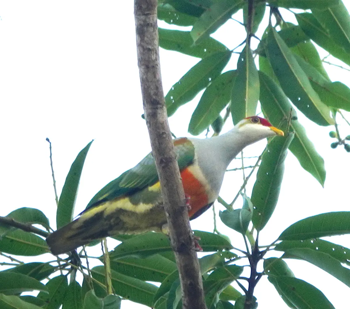 Wallace's Fruit Dove