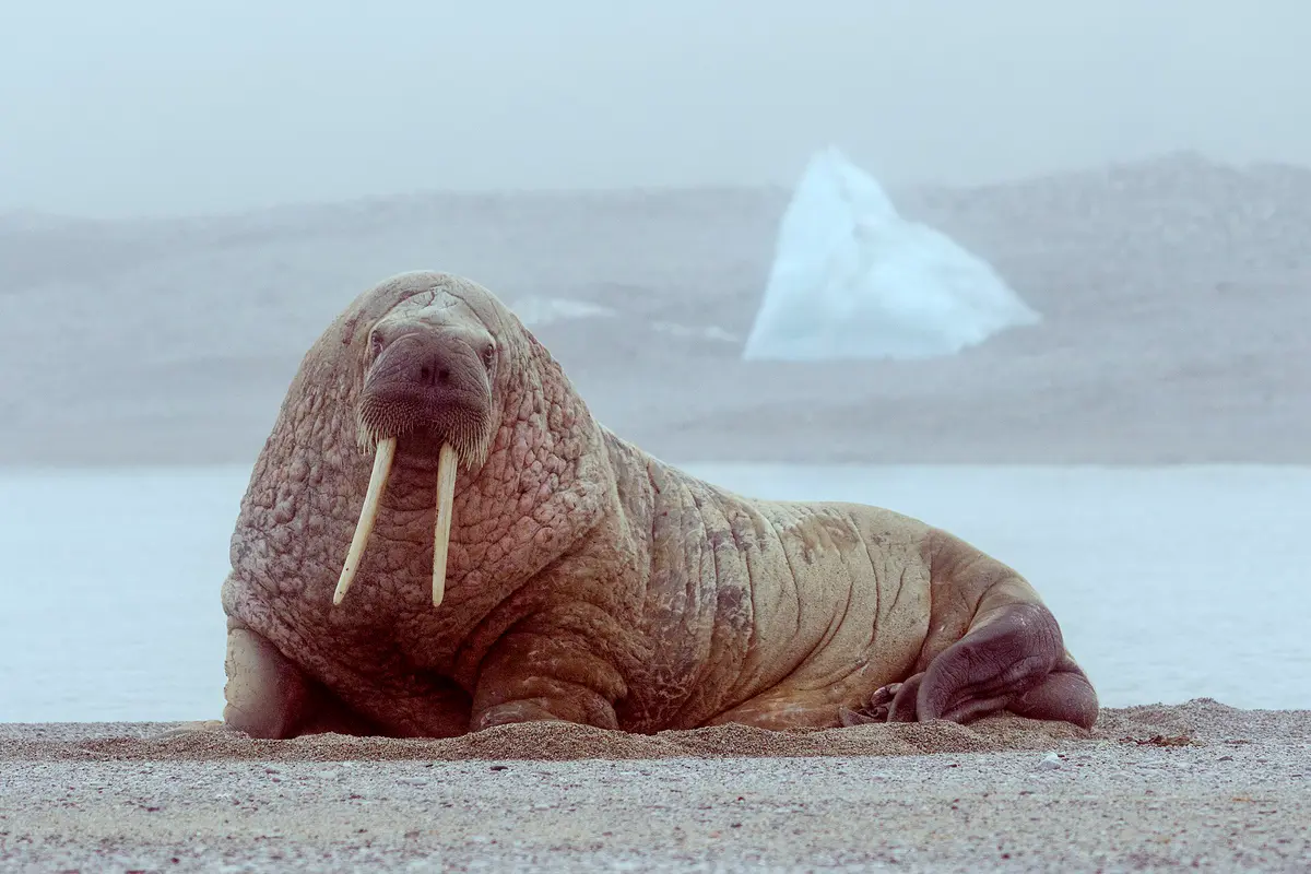 walrus