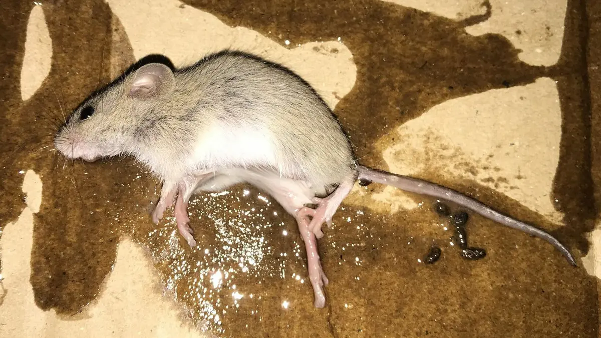 Ward's Field Mouse