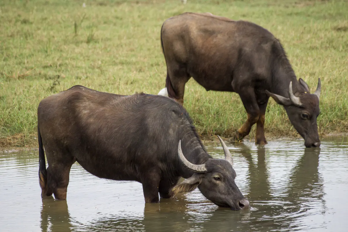 water buffalo