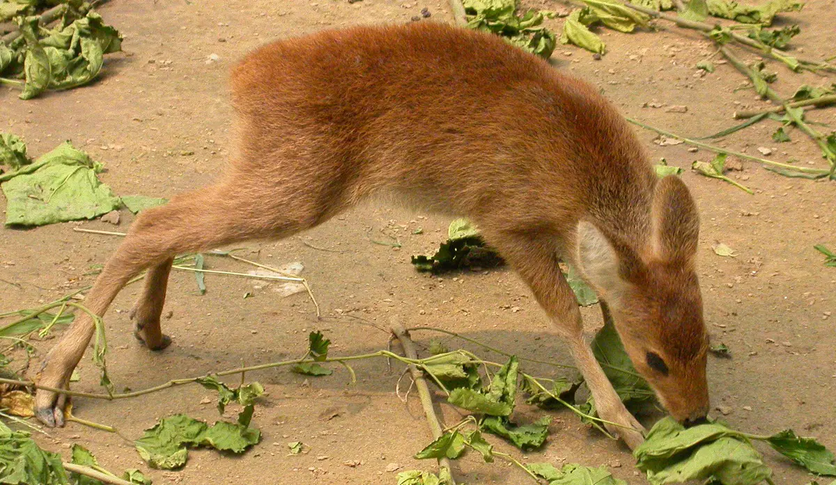 water deer
