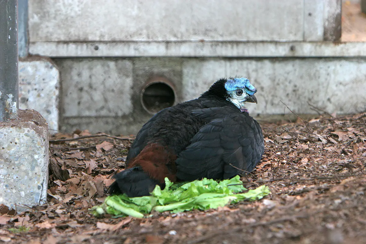 Wattled Brushturkey