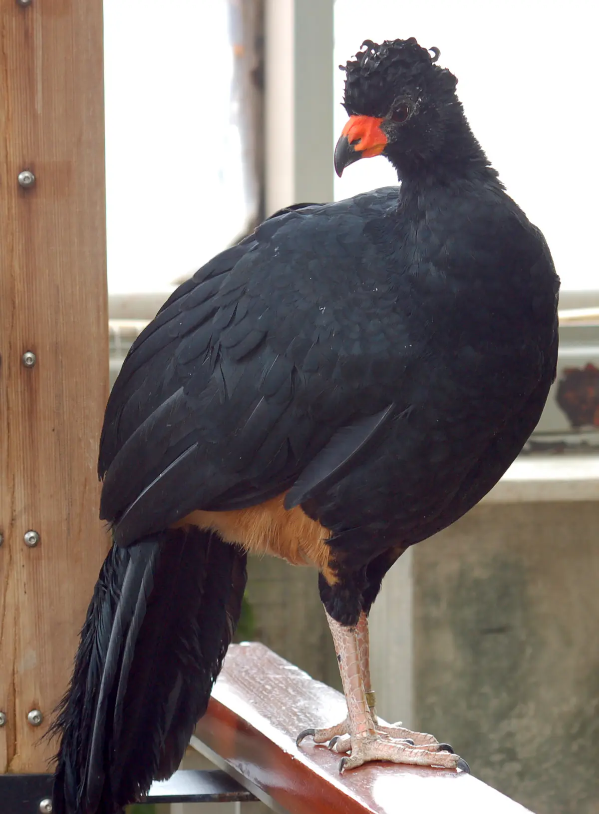 Wattled Curassow