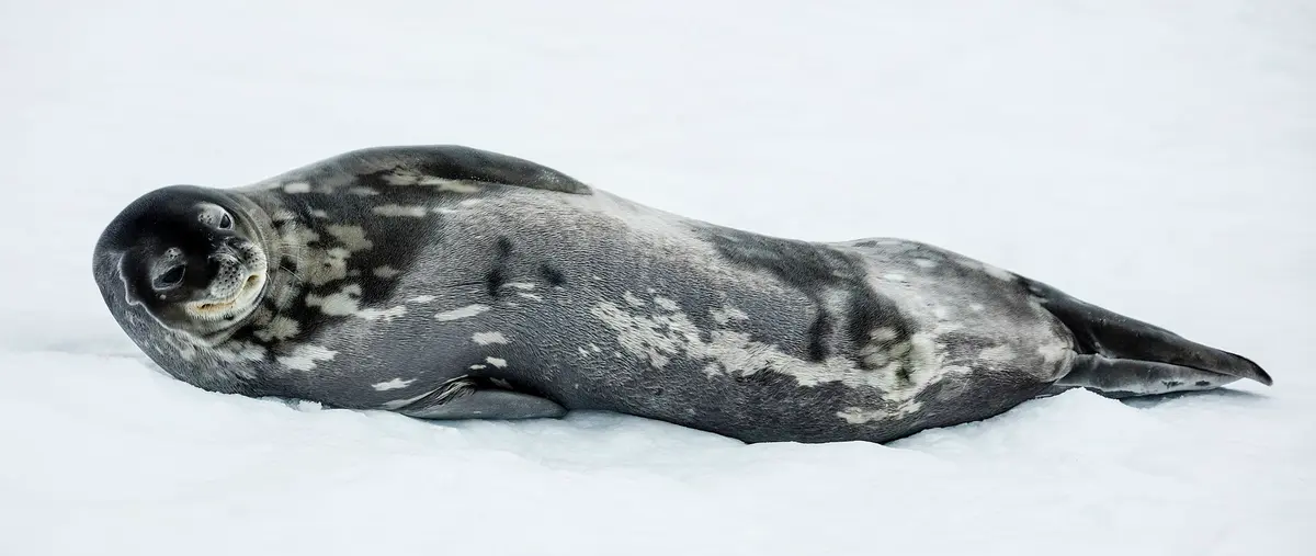 Weddell seal