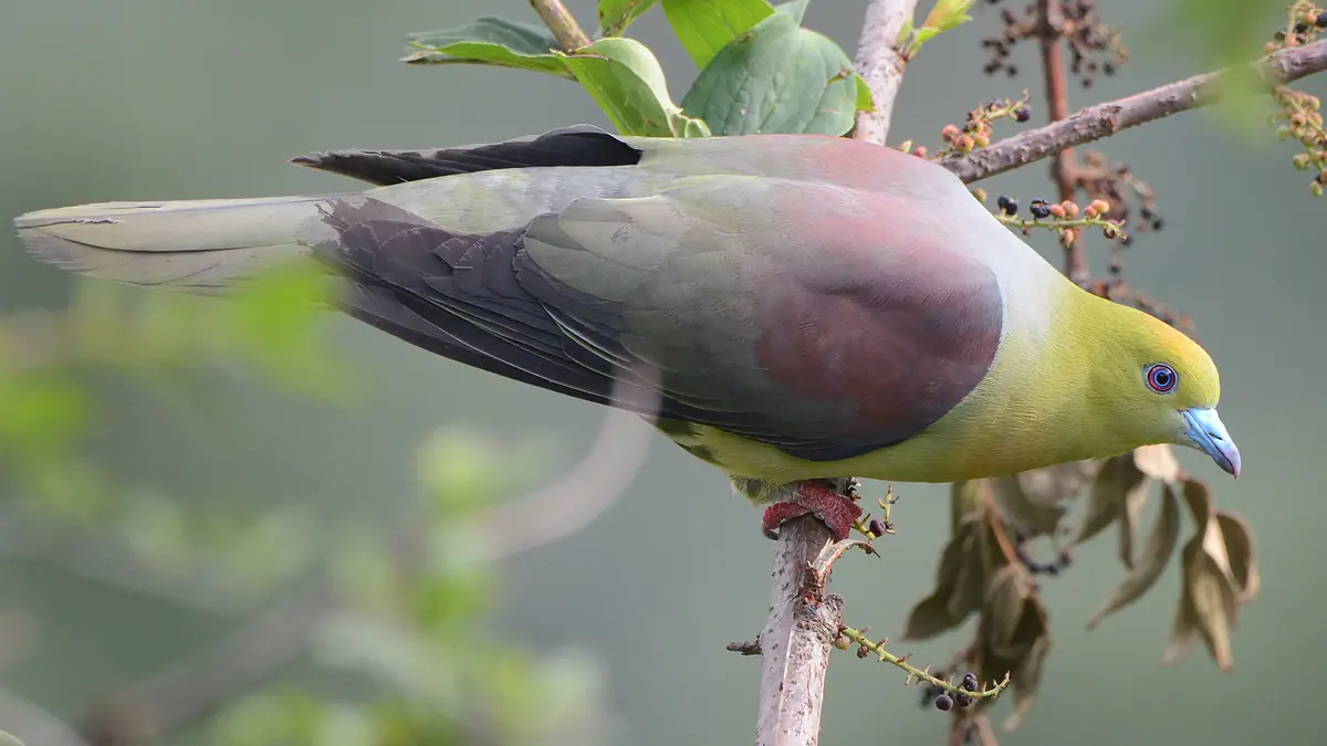 Wedge-tailed green pigeon