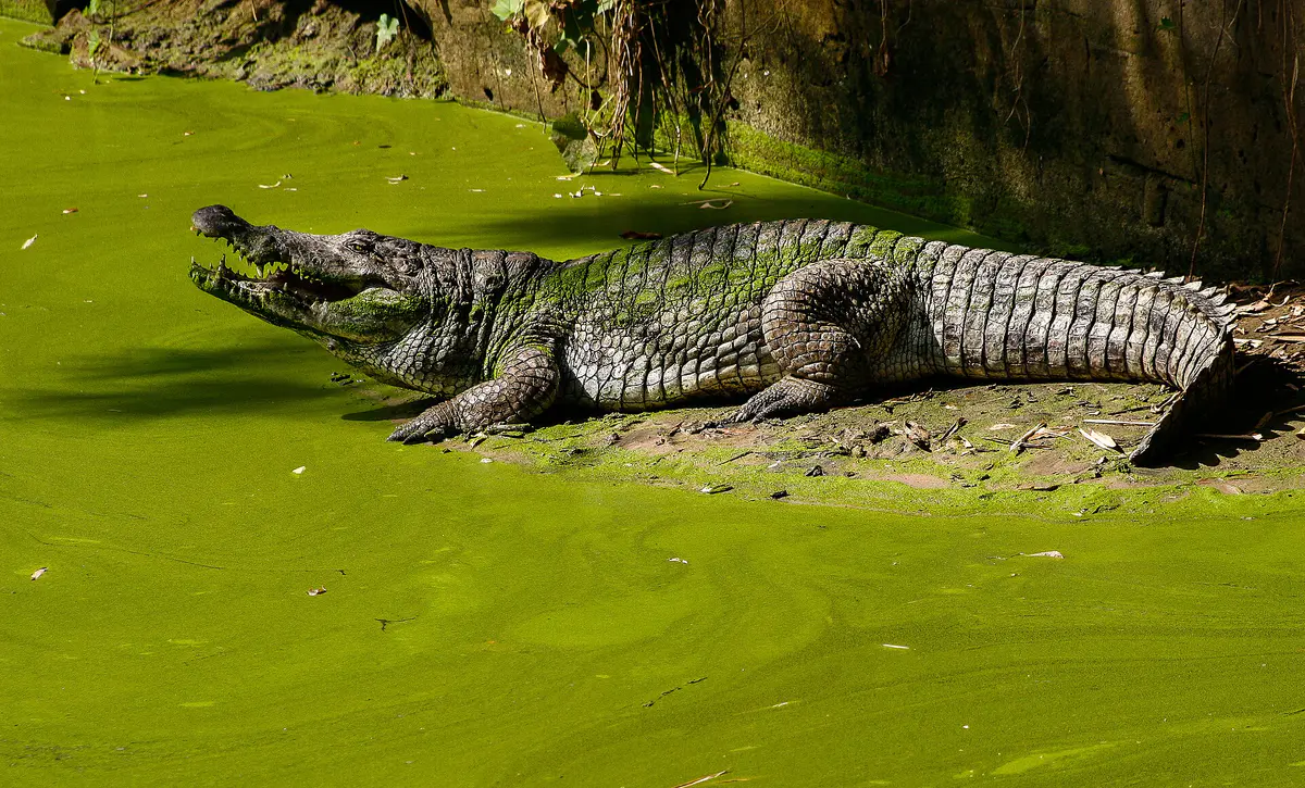 West African crocodile