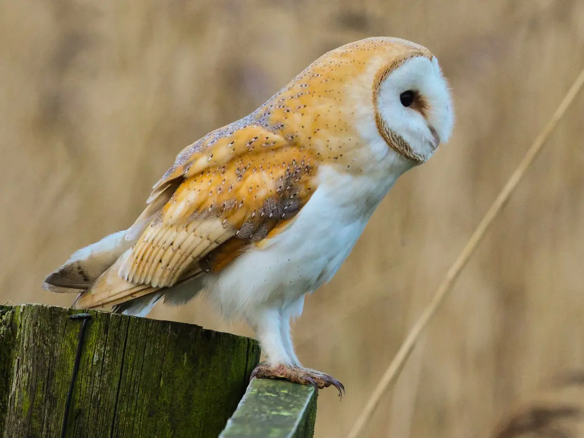 Western Barn Owl
