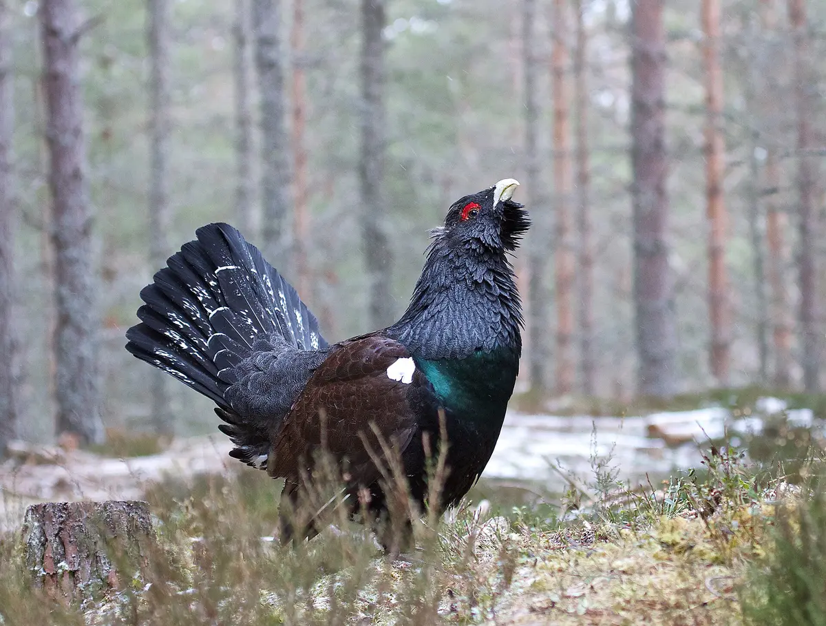Western Capercaillie