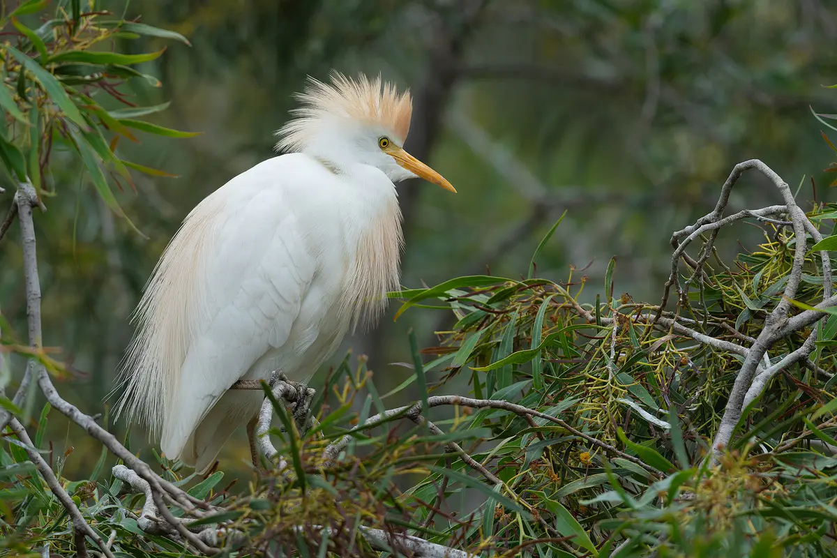 Western Cattle Egret