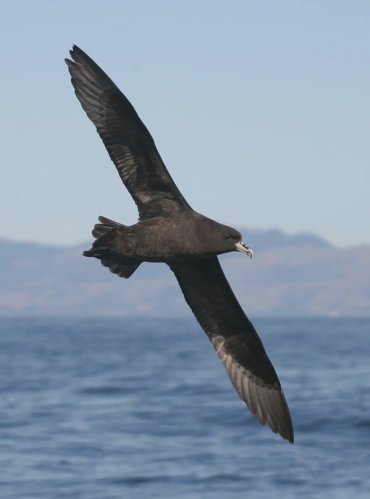 White-chinned Petrel