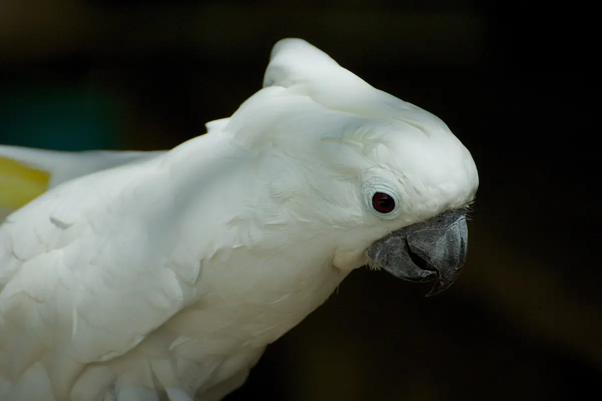 White Cockatoo