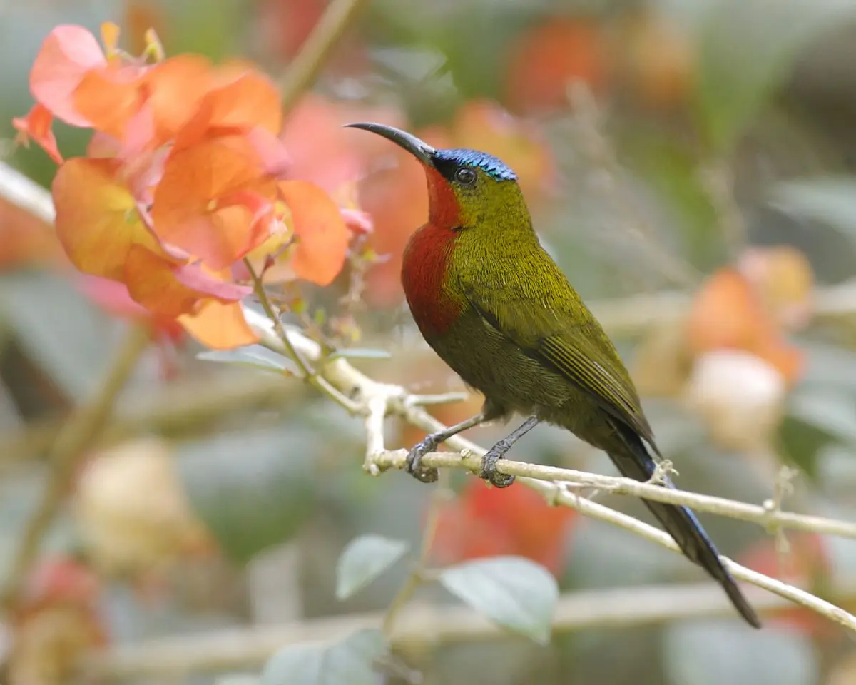 White-flanked sunbird