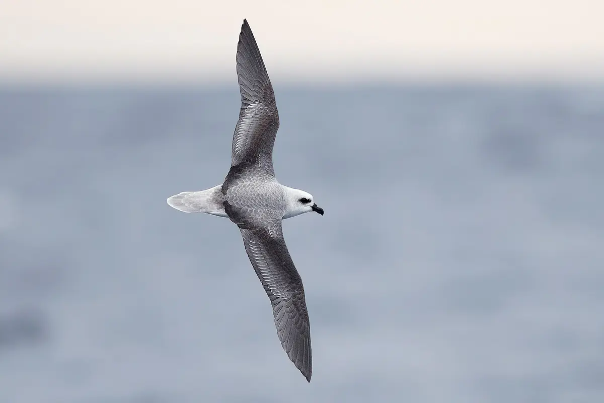 White-headed Petrel