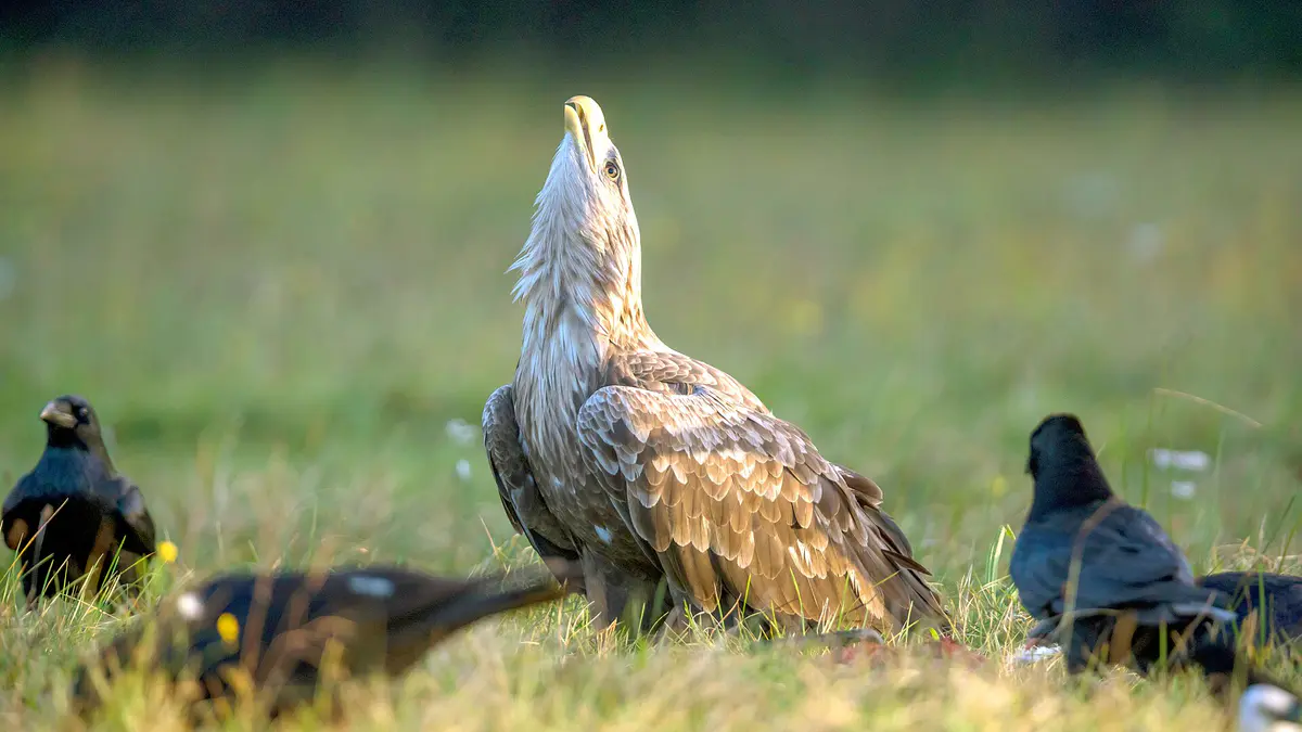 White-tailed Eagle