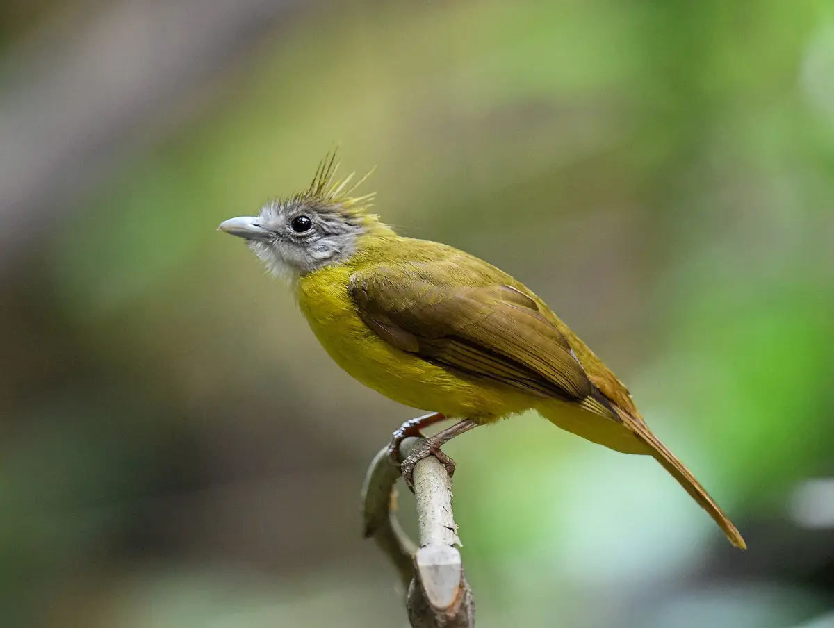 White-throated Bulbul