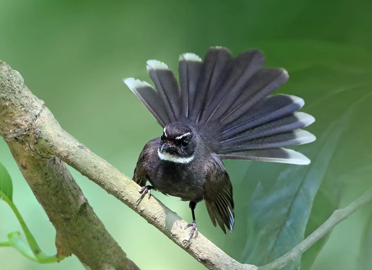 White-throated Fantail