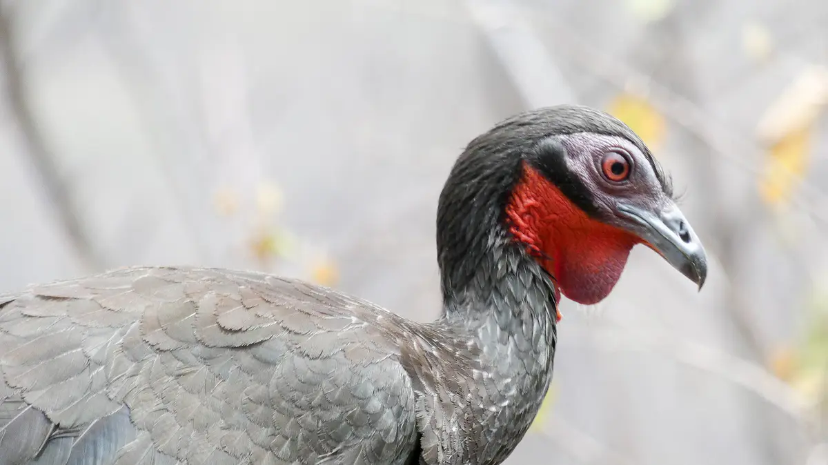 White-winged Guan
