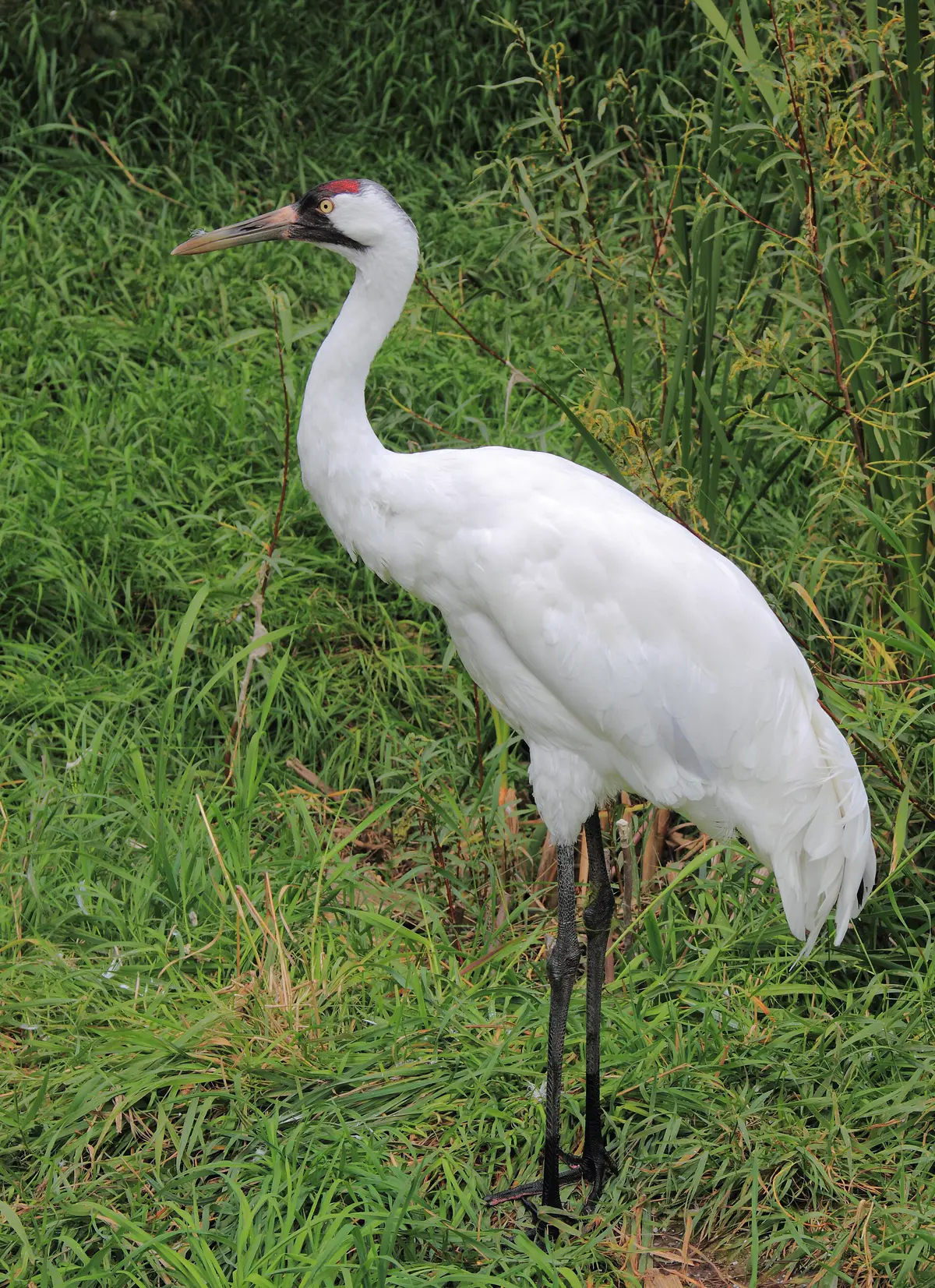 whooping crane