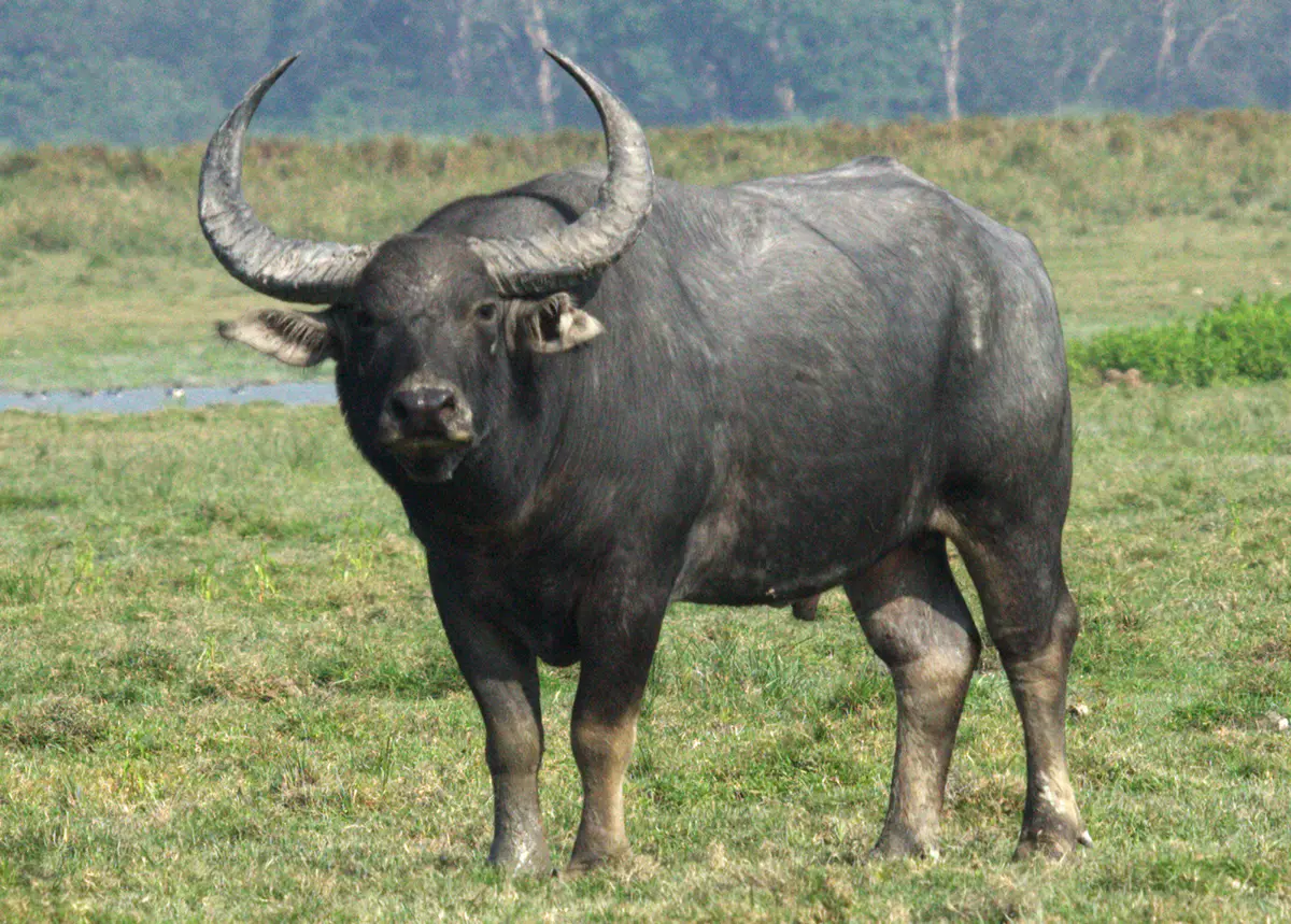 Wild water buffalo