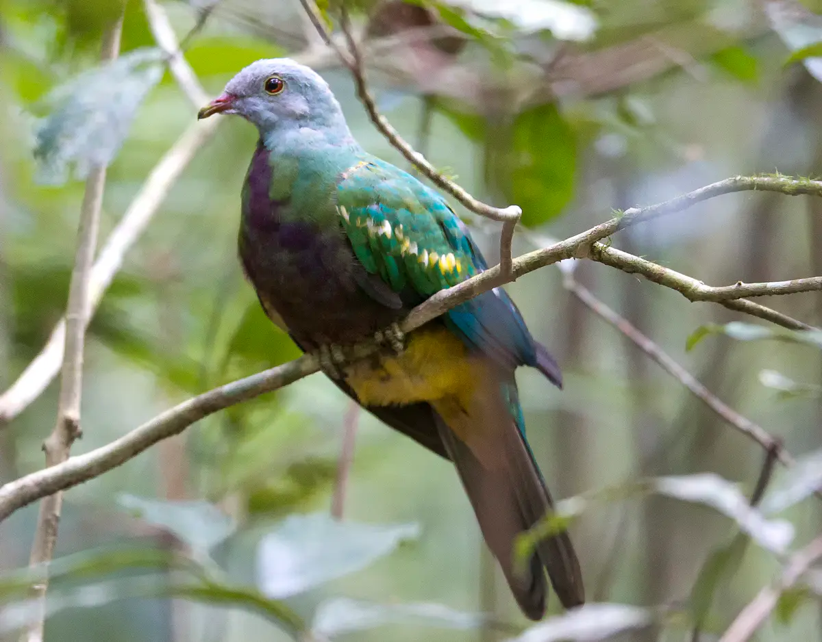 Wompoo Fruit Dove