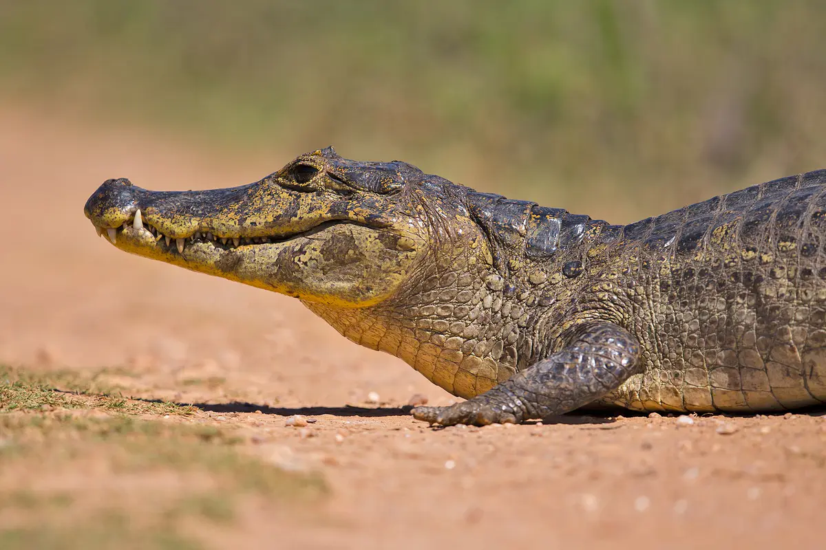 Yacare caiman