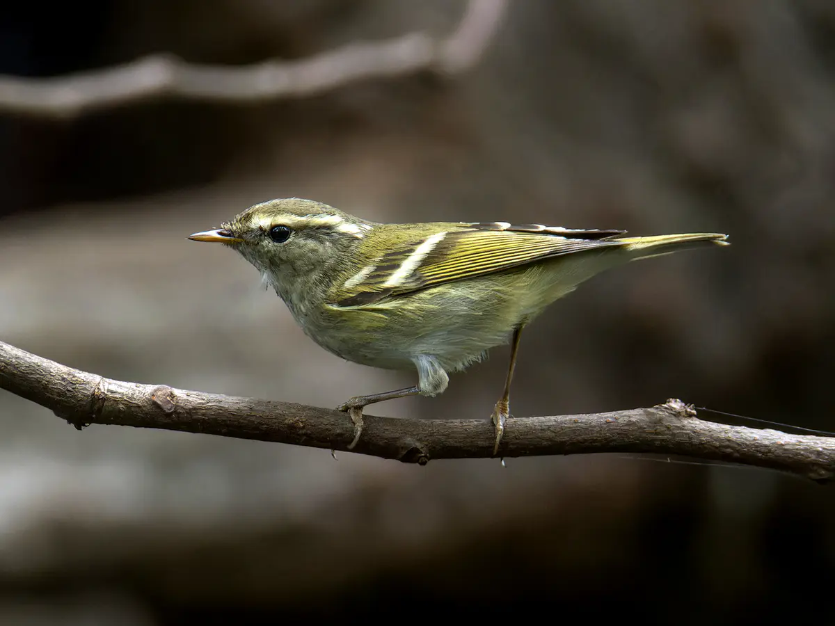 Yellow-browed Warbler
