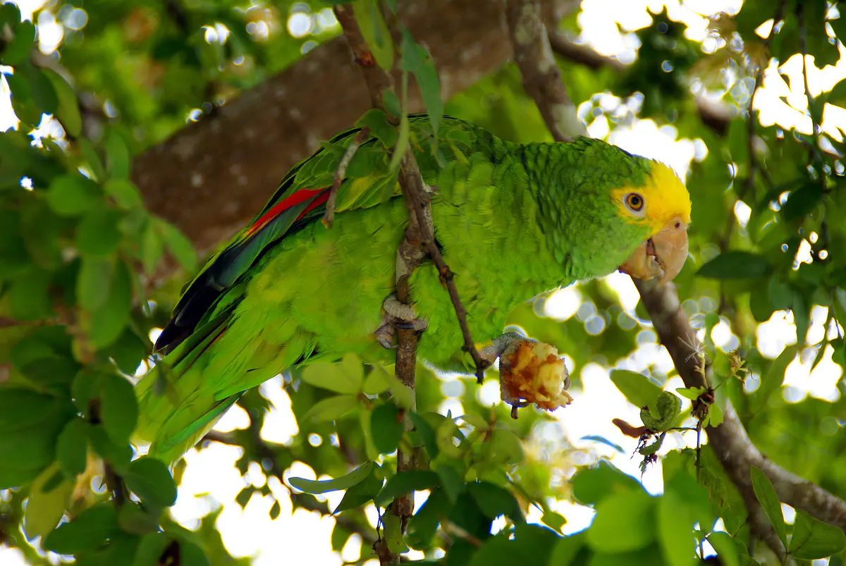 Yellow-headed Amazon