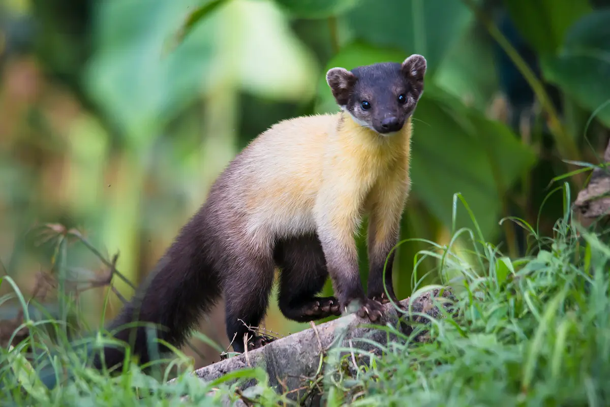 yellow-throated marten