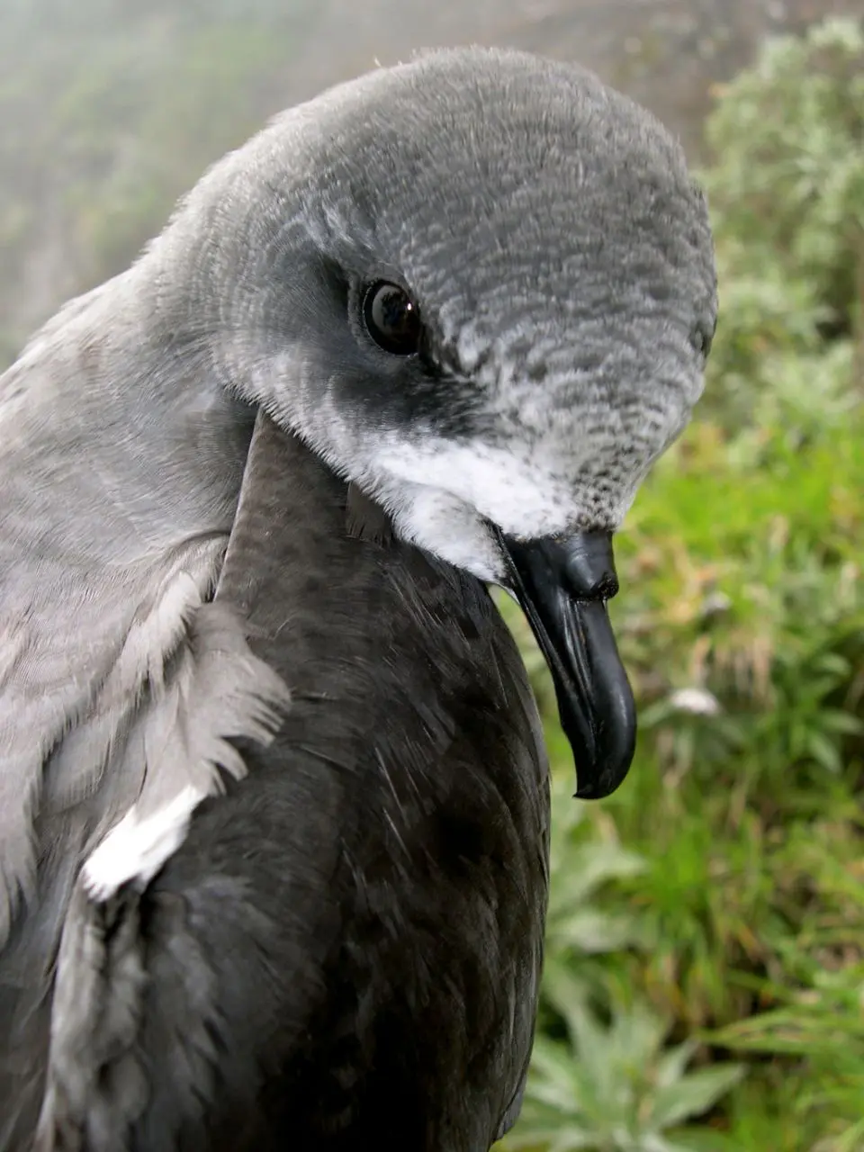 Zino's Petrel
