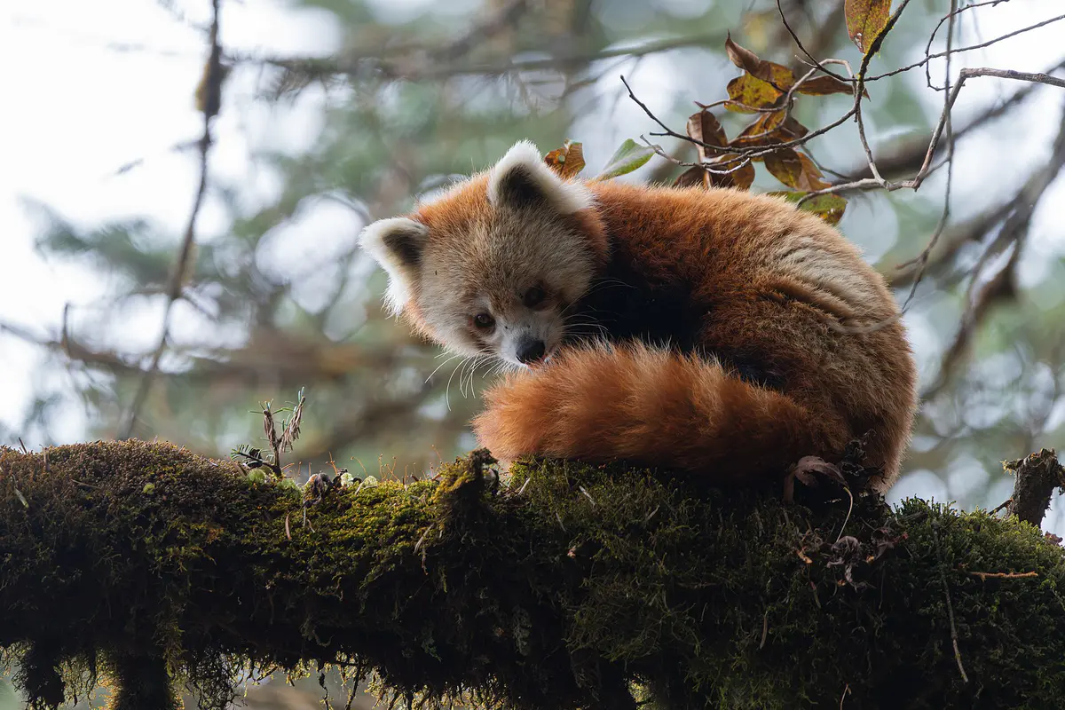 A red panda standing on a mossy tree branch